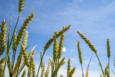 Yazın mavi güneşli gökyüzü olan buğday çiftliği