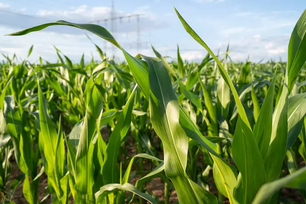 Yazın yeşil mısır tarlası 