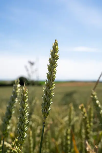 Yazın buğday çiftliği 