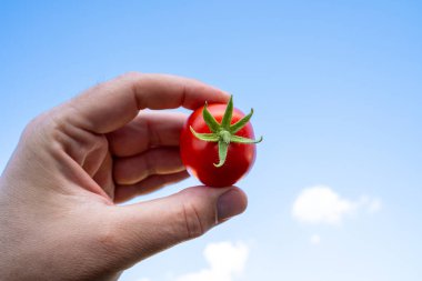 Hand with garden tomato and blue sky clipart