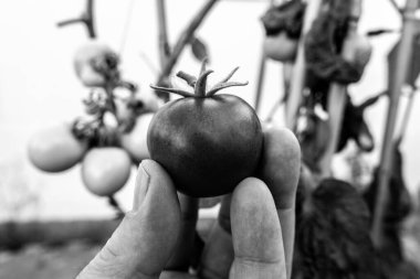 Hand with garden tomato in black and white  clipart