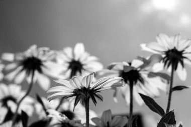 Rudbeckia hirta siyah beyaz koni çiçekleri 