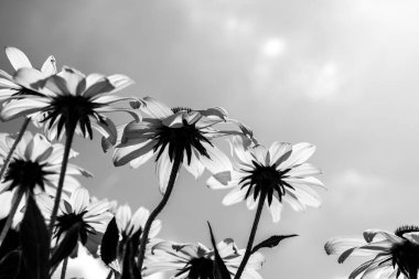 Rudbeckia hirta siyah beyaz koni çiçekleri 