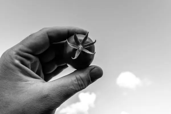 El ve bahçe domatesi ile siyah beyaz 