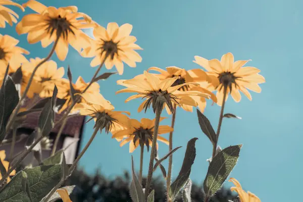 Rudbeckia hirta retro görünümlü koni çiçekleri