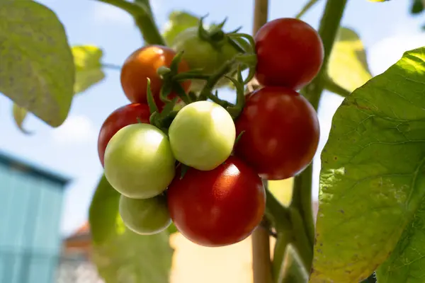 Yazın kırmızı ve yeşil domatesler 