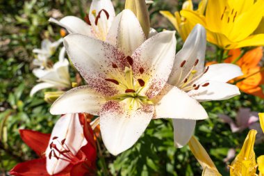 Çiçek tarlasında beyaz zambak çiçeği