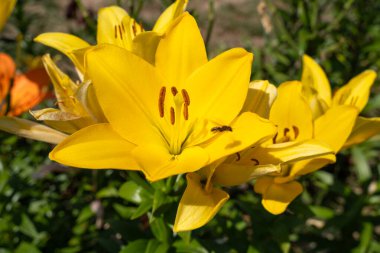 Yazın sarı zambak çiçeği 