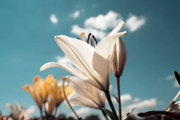 White lily flower in retro style