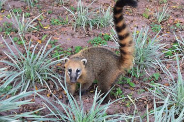 Guachimin Heykeli Guas de Pedro, Brezilya