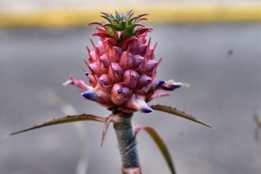 Bitkide yetişen nadir pembe ananas.