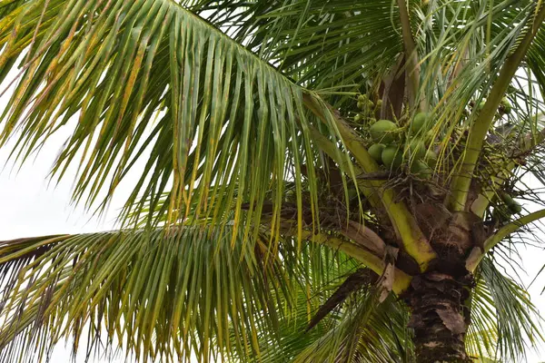Ubatuba 'nın Tropik Plajları ve So Sebastio, Brezilya