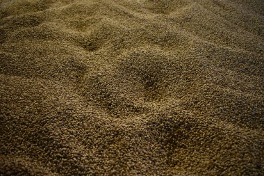 Viski Fabrikası Islay, İskoçya 'da Viski Yapıyor