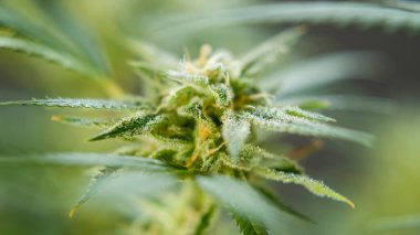 Marihuana CBD tomurcuklanıyor hasat öncesi kenevir çiçekleri