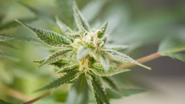 Marihuana CBD tomurcuklanıyor hasat öncesi kenevir çiçekleri