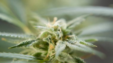 Marihuana CBD tomurcuklanıyor hasat öncesi kenevir çiçekleri