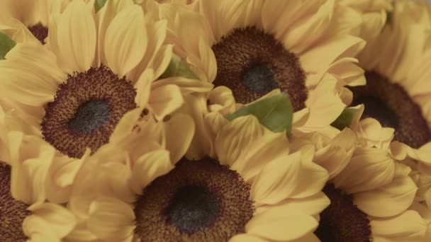 Prachtige Zonnebloem Close Stockbeelden Boeiend Publiek Met Levendige Kleuren Ingewikkelde — Stockvideo