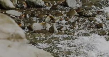 Büyüleyici Yakın Çekim: Nehrin Yavaş Akıntısı Güzel ve Çarpıcı Kayalar Arasında