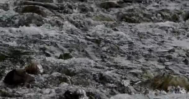 Urzekające Zbliżenie Slow Motion Flow River Current Beautiful Stunning Rocks — Wideo stockowe