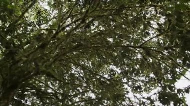 4K video kaydımızla kendinizi tropikal yağmur ormanlarının harikasına daldırın. Bu yüksek kaliteli görüntülerde, tropikal orman bitkilerinin çeşitliliği ormanın eşsiz bitki örtüsü ve bitki örtüsünü gösteriyor.