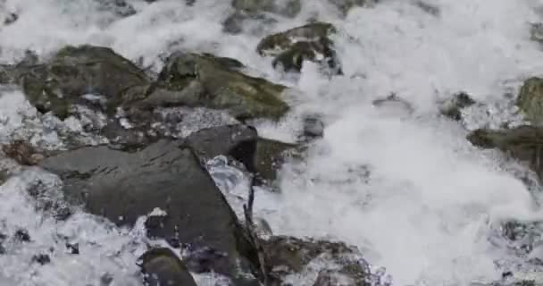 Primer Plano Cautivador Flujo Cámara Lenta Corriente Del Río Través — Vídeos de Stock