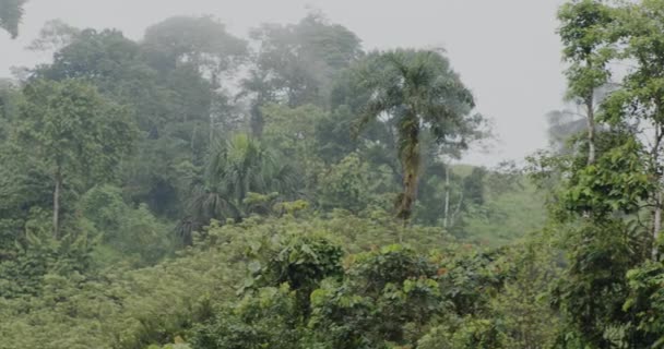 Senk Deg Ned Det Frodige Vidunderet Tropisk Regnskog Med Slående – stockvideo
