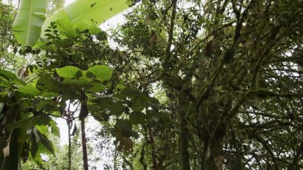 4Kストックビデオ映像で熱帯雨林の緑豊かな驚異に浸ることができます この高品質の映像は 森のユニークな植物や動物を見ることができる緑豊かな熱帯林の植生の多様な範囲を示しています — ストック動画