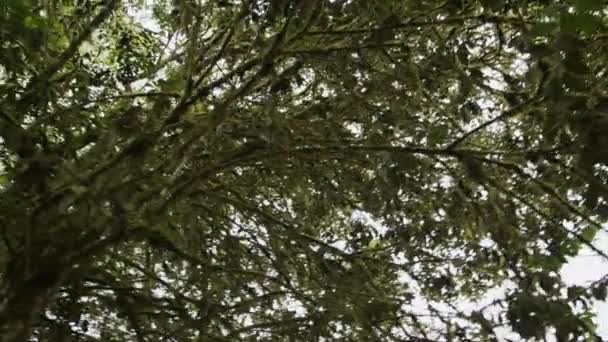 놀라운 영상을 가지고 우림의 초목이 우거진 이로운 여러분 자신을 수준의 — 비디오
