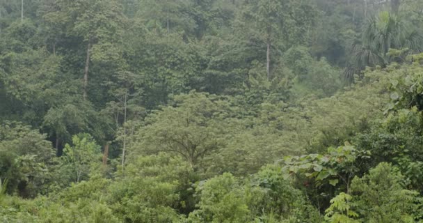 Zanurz Się Zielonym Cudzie Tropikalnych Lasów Deszczowych Naszych Uderzających Zapis — Wideo stockowe