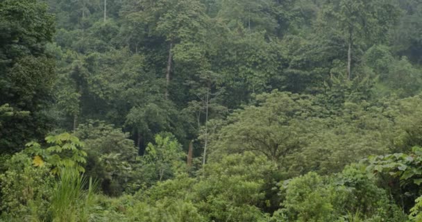 Cufundați Minunea Verdantă Pădurilor Tropicale Filmările Noastre Video Izbitoare Acest — Videoclip de stoc