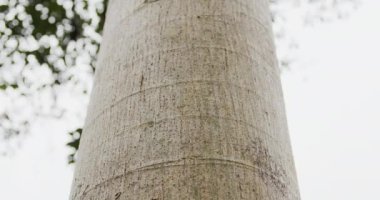 4K 'lık ağaç dokusu videomuzla tropikal ormancılığın karmaşık güzelliğini keşfedin. Detaylı görüntüler, tropikal ağaç kabuklarında bulunan belirgin desenleri ve zengin renk varyasyonlarını yakalar ve doğanın sanatsal özelliklerini gösterir.