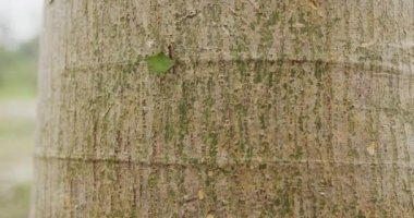 Doğanın minyatür dünyasına dalıyoruz büyüleyici 4K yakın çekim görüntülerimizle karıncalar bir ağaç üzerinde özenle çalışıyor. Yüksek kaliteli video bu küçük yaratıkların karmaşıklıklarını ve doğal ortamlarındaki sosyal davranışlarını gözler önüne seriyor.