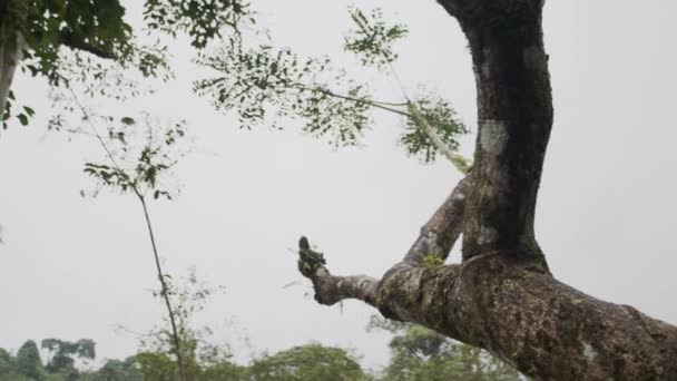 Відкрийте Себе Складну Красу Тропічного Лісового Господарства Нашим Крупним Планом — стокове відео