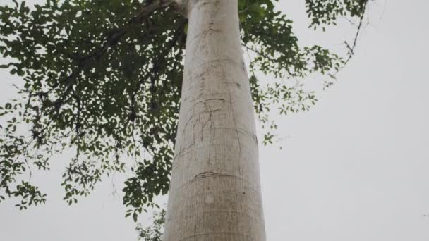 Lık Ağaç Dokusu Videomuzla Tropikal Ormancılığın Karmaşık Güzelliğini Keşfedin Detaylı — Stok video