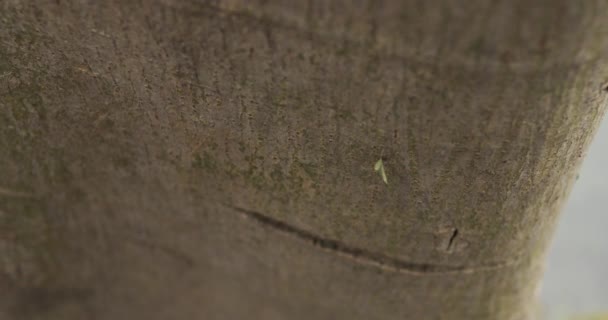 用我们迷人的4K特写镜头拍摄的蚂蚁勤勤恳恳地在树上工作 深入到自然界的缩影世界 这段高质量的视频揭示了这些微小生物的复杂性以及它们在自然栖息地的社会行为 — 图库视频影像