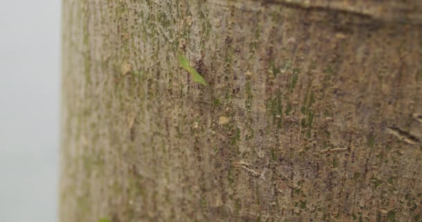 木に熱心に取り組むアリの魅力的な4Kクローズアップストック映像で 自然界のミニチュア世界に飛び込みましょう 高品質のビデオは これらの小さな生き物の複雑さと彼らの自然の生息地での社会的行動を明らかにします — ストック動画
