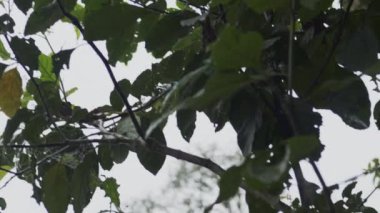 4K video kaydımızla kendinizi tropikal yağmur ormanlarının harikasına daldırın. Bu yüksek kaliteli görüntülerde, tropikal orman bitkilerinin çeşitliliği ormanın eşsiz bitki örtüsü ve bitki örtüsünü gösteriyor.