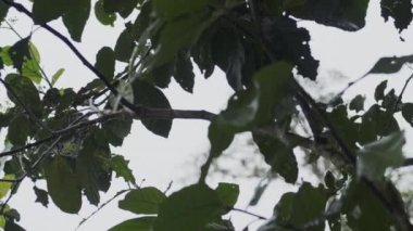 4K video kaydımızla kendinizi tropikal yağmur ormanlarının harikasına daldırın. Bu yüksek kaliteli görüntülerde, tropikal orman bitkilerinin çeşitliliği ormanın eşsiz bitki örtüsü ve bitki örtüsünü gösteriyor.