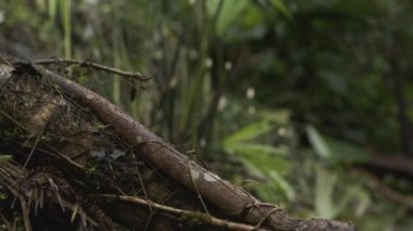 4K video kaydımızla kendinizi tropikal yağmur ormanlarının harikasına daldırın. Bu yüksek kaliteli görüntülerde, tropikal orman bitkilerinin çeşitliliği ormanın eşsiz bitki örtüsü ve bitki örtüsünü gösteriyor.
