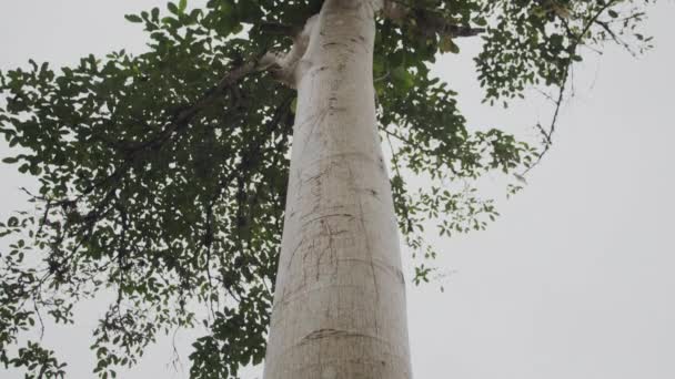 Upptäck Det Tropiska Skogsbrukets Intrikata Skönhet Med Vår Närbild Stockvideo — Stockvideo