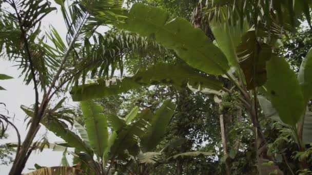 Tauchen Sie Ein Das Grüne Wunder Tropischer Regenwälder Mit Unseren — Stockvideo