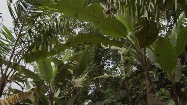 Пориньте Вражаюче Диво Тропічних Лісів Вражаючими Відеозаписами Високоякісне Відео Демонструє — стокове відео