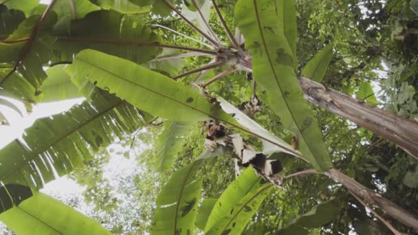 Merülj Trópusi Esőerdők Varázslatában Feltűnő Videó Felvételeinkkel Kiváló Minőségű Felvétel — Stock videók