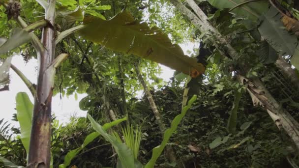 让自己沉浸在热带雨林的翠绿奇观中 我们惊人的4K库存视频镜头 这段高质量的录像展示了各种茂密的热带森林植被 展示了森林独特的动植物群 — 图库视频影像