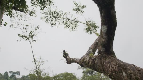 Video Kaydımızla Kendinizi Tropikal Yağmur Ormanlarının Harikasına Daldırın Yüksek Kaliteli — Stok video