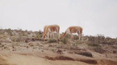 Vicunaların vahşi yaşam alanlarındaki doğal zarafetine tanık olun nefes kesen telefoto kayıtlarımızla..