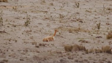 Vicunaların vahşi yaşam alanlarındaki doğal zarafetine tanık olun nefes kesen telefoto kayıtlarımızla..