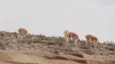 Vicunaların vahşi yaşam alanlarındaki doğal zarafetine tanık olun nefes kesen telefoto kayıtlarımızla..