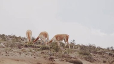 Vicunaların vahşi yaşam alanlarındaki doğal zarafetine tanık olun nefes kesen telefoto kayıtlarımızla..