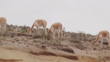 Vicunaların vahşi yaşam alanlarındaki doğal zarafetine tanık olun nefes kesen telefoto kayıtlarımızla..